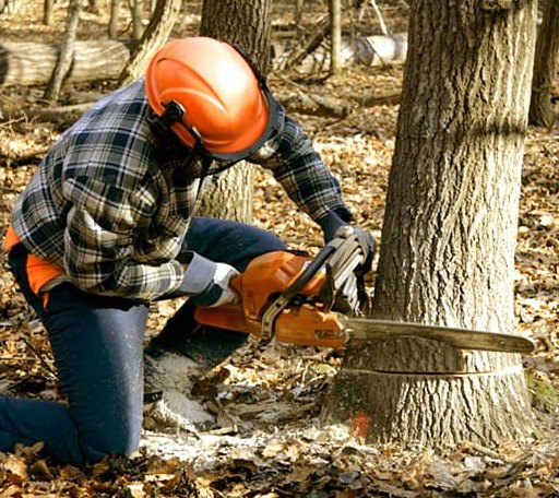 Tree Removal in Woodland, PA
